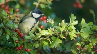Aubépine, prunellier, lilas… Les arbustes à privilégier pour créer une haie et renforcer la biodiversité dans votre jardin