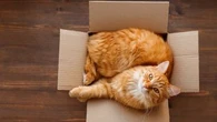 Le chat roux est-il vraiment moins intelligent que les autres félins ?