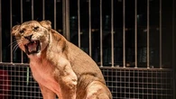 Éléphants, tigres, singes… pourquoi la fin des animaux sauvages dans les cirques en 2028 piétine