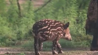 États-Unis : un tapir est né à Houston