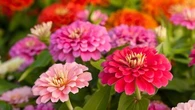 Ces cinq fleurs de toute beauté résistent aux fortes chaleurs, à la sécheresse et gardent votre jardin coloré pendant tout l'été
