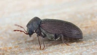 Ce minuscule insecte peut dévorer vos meubles et les poutres de votre maison