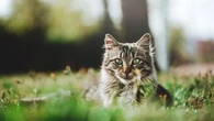 D’où vient la légende selon laquelle les chats ont neuf vies ?