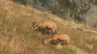 Chamois des Vosges : pourquoi leur recrudescence est une mauvaise nouvelle pour de nombreuses plantes
