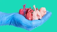 Manque de greffons, de moyens… le don d’organes en urgence absolue