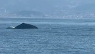 "Il nous a fait un petit coucou" : quand des pêcheurs croisent un cachalot en face de Cagnes-sur-Mer