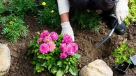 Comment créer un spectaculaire massif de fleurs autour de vos arbres ?