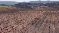 "Des sols qui perdent leur fertilité" : un an après l'incendie qui a brûlé des milliers d'hectares de forêt et de vignes dans le Massif des Corbières