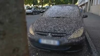 "Plus personne ne veut se garer là où il y a des arbres" : à Nîmes, des quartiers entiers envahis par étourneaux