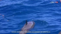 Quand dauphins et baleines se donnent en spectacle