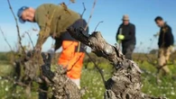"L'UE nous abandonne" : cette subvention aux viticulteurs sud-africains qui passe très mal dans les vignes françaises