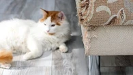 Mon chat fait ses griffes sur le canapé : comment l'en empêcher ?