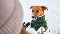 Faut-il habiller son animal de compagnie avec un manteau en hiver ?