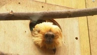 "Je ne sais pas trop ce qu'elle a subi" : émotion à Beauval après le retour d'une femelle tamarin-lion, volée il y a 11 ans