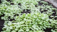 Jardinage : il favorise la biodiversité et enrichit la terre, voici comment choisir l'engrais vert le plus adapté à votre type de sol