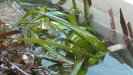 REPORTAGE - La posidonie : cette plante sous-marine indispensable, qui fait respirer la Méditerranée