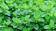 Fortes chaleurs : cette plante star de nos jardins est votre alliée naturelle pour vous rafraichir !
