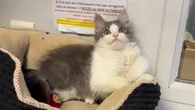 "Les chats sont des facteurs de bien-être" : Rio, nouvelle mascotte du commissariat de Montargis