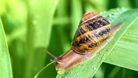 Ces plantes qu'il faut avoir absolument au jardin pour repousser les escargots