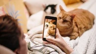 "C'est de la maltraitance animale" : quand les vidéos "mignonnes" banalisent la violence contre les animaux de compagnie