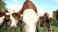 "La vache ne pollue pas plus que le portable" : dans le Jura, la polémique sur le comté laisse pantois