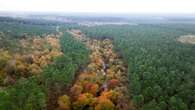 Hêtraie du Ciron : pourquoi cette forêt multimillénaire est un trésor biologique à plus d'un titre