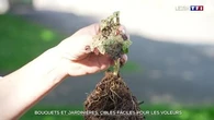 Bouquets et jardinières : cibles faciles pour les voleurs
