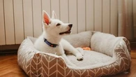 Voici le panier idéal pour votre chien en fonction de son âge et de son état de santé