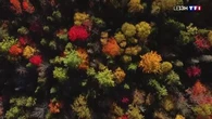 Zoom : Québec, les couleurs de l'automne