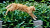 Un chat perdu toutes les 8 minutes en France : comment réagir en cas de fugue ?