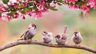 Dans votre jardin, sur votre balcon... C'est le moment de compter les oiseaux