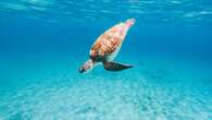 VIDÉO - Les tortues de la Rochelle regagnent l'océan, sous bonne escorte et après avoir été bichonnées