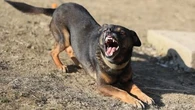 Jogging, vélo, rando : comment bien réagir face à un chien agressif ?