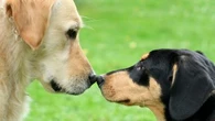 Chien dominant : comment reprendre le contrôle sur mon animal de compagnie ?