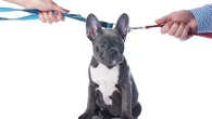 Lequel des deux conjoints garde le chien ou le chat en cas de séparation ?