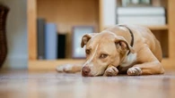 "Un concert de hurlements, de destruction…" : ces signes qui montrent que votre animal de compagnie a le blues de la rentrée