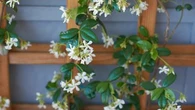 Vous rêvez de jasmin dans votre jardin ? Voici comment réussir les boutures