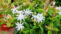 Jardinage : rosier "cocktail", bougainvillier "jaune", jasmin "starry night"… Cinq plantes grimpantes qui ne craignent ni la chaleur ni la sécheresse