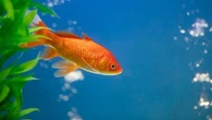 Les poissons rouges ont-ils vraiment une mémoire de trois secondes ?