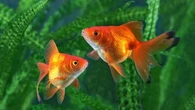 Pourquoi un poisson peut-il devenir agressif dans un aquarium ?
