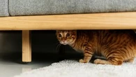 Ce que les chats détestent le plus au quotidien et que vous devez savoir