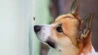 Ces réflexes à adopter si votre chien s'est fait piquer par un insecte