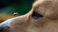 Votre chien mange des insectes ? Cela peut être dangereux pour sa santé