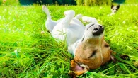 Chaleur : les chiens peuvent-ils souffrir d'une insolation comme nous ?