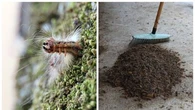 "On remplit des brouettes" : gare à la chenille Bombyx, un parasite qui dévore des milliers d'hectares de forêt