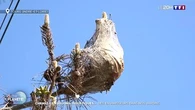 Chenilles, frelons, moustiques... des envahisseurs dans nos jardins