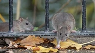 Voici tout ce qui risque d'attirer le plus les rats dans votre jardin