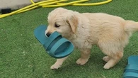 Loire-Atlantique : elle se fait voler ses 7 chiots golden retriever chez elle, l'appel à l'aide d'une éleveuse
