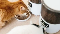 Caméras, téléphones, gamelles... Ces gadgets intelligents vous permettent de surveiller vos animaux de compagnie à distance