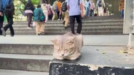 "Ils se multiplient de manière exponetielle" : 1,5 million de chats errent dans les rues de Jakarta